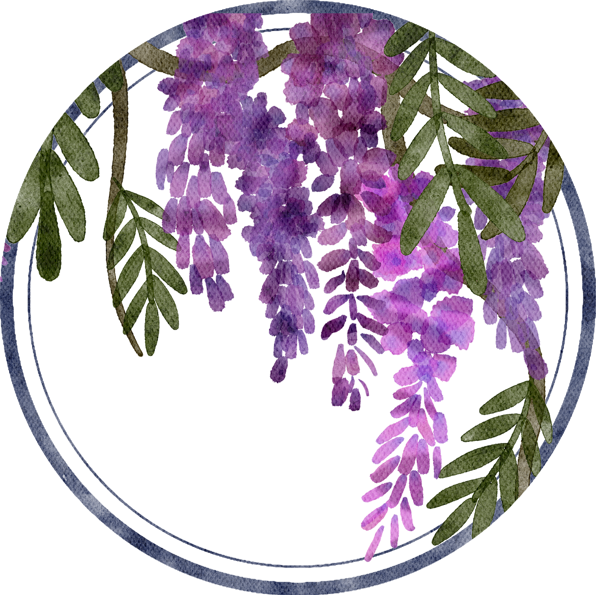Wisteria blossom watercolor